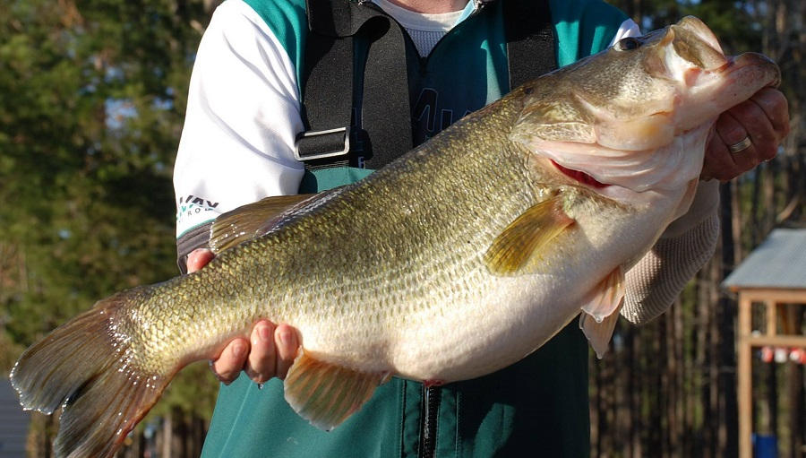 Local Spotlight – Another ShareLunker Caught at O.H. Ivie