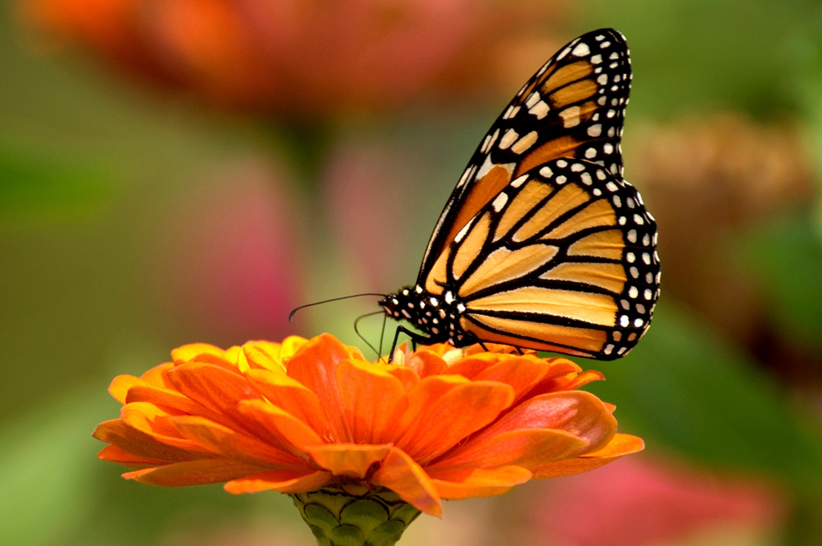 News Spotlight – Monarch Butterfly&nbsp;Conservation