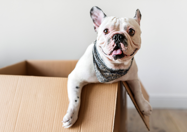 News Spotlight – Austin Animal Services Office’s New Strategic Plan