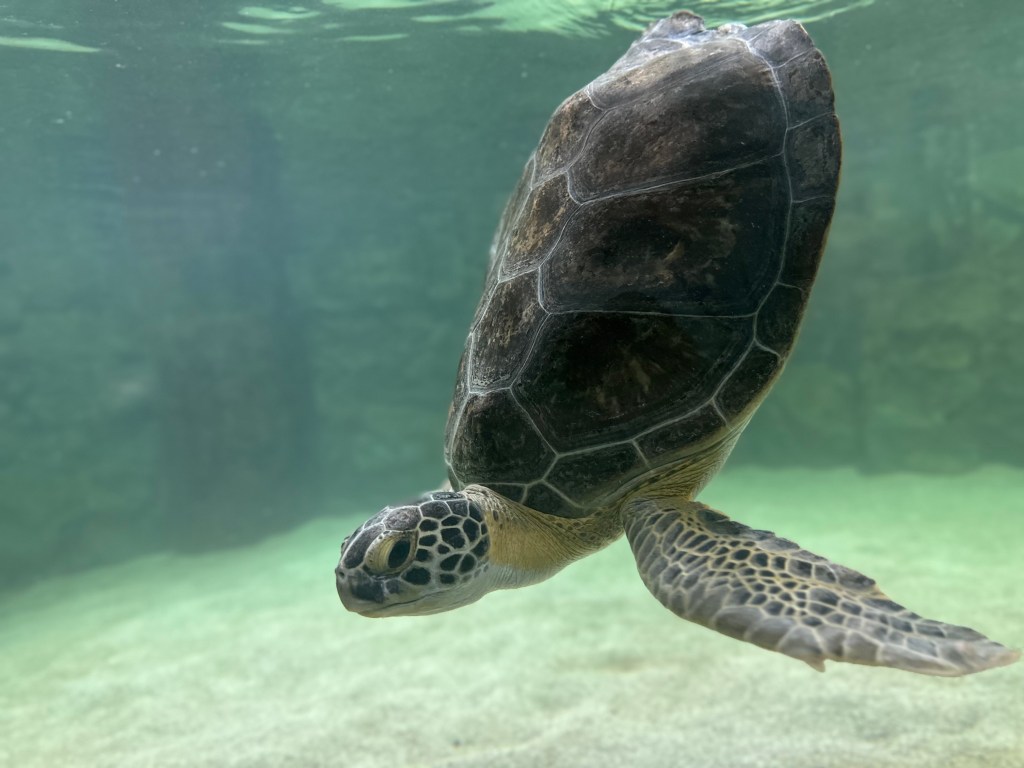 Rescued Sea Turtles Brisket and Beans Find Their Forever Home at SEA LIFE&nbsp;Grapevine