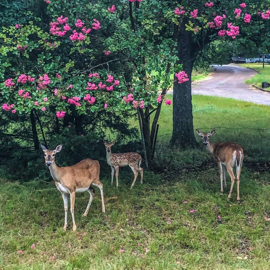Texas Hunters Have New Options This Fall with Drawn Hunt Permits&nbsp;Program