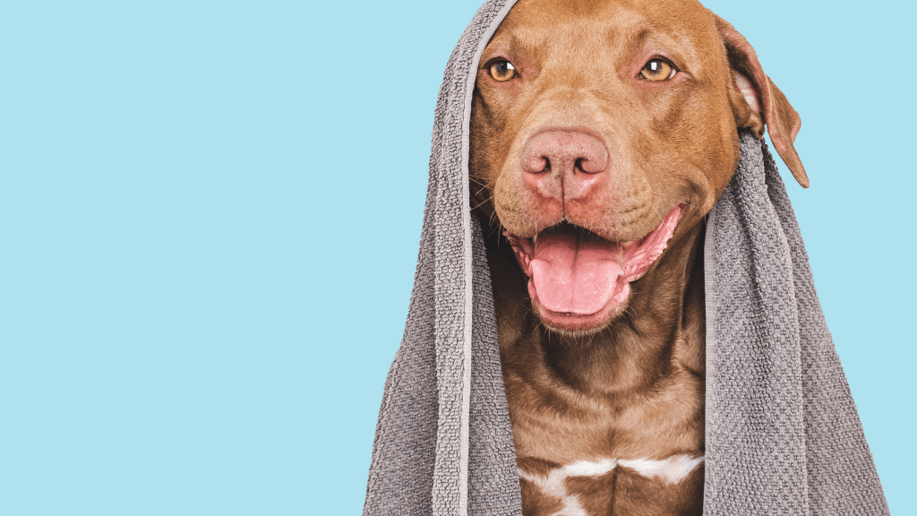 Free Pet Vaccine Clinic Scheduled in&nbsp;Killeen