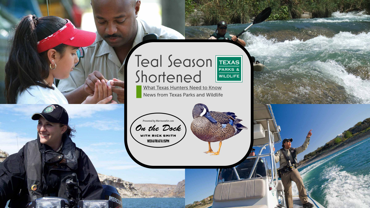 Teal Season Shortened as Populations Dip: What Texas Hunters Need to Know