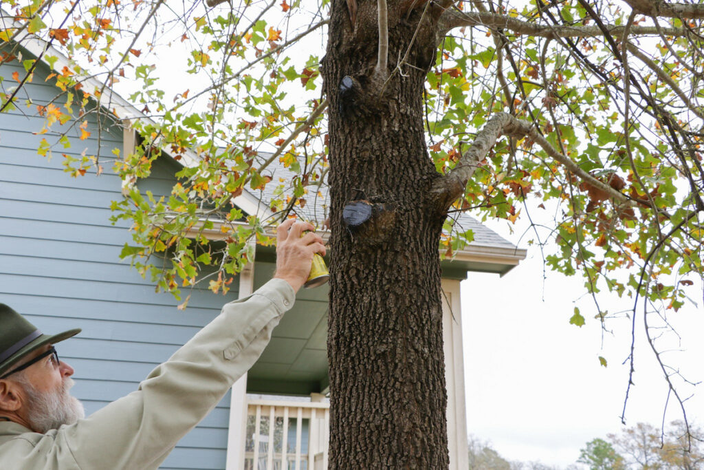 Workshop Offers Tree Care Tips Ahead of Central Texas Winter