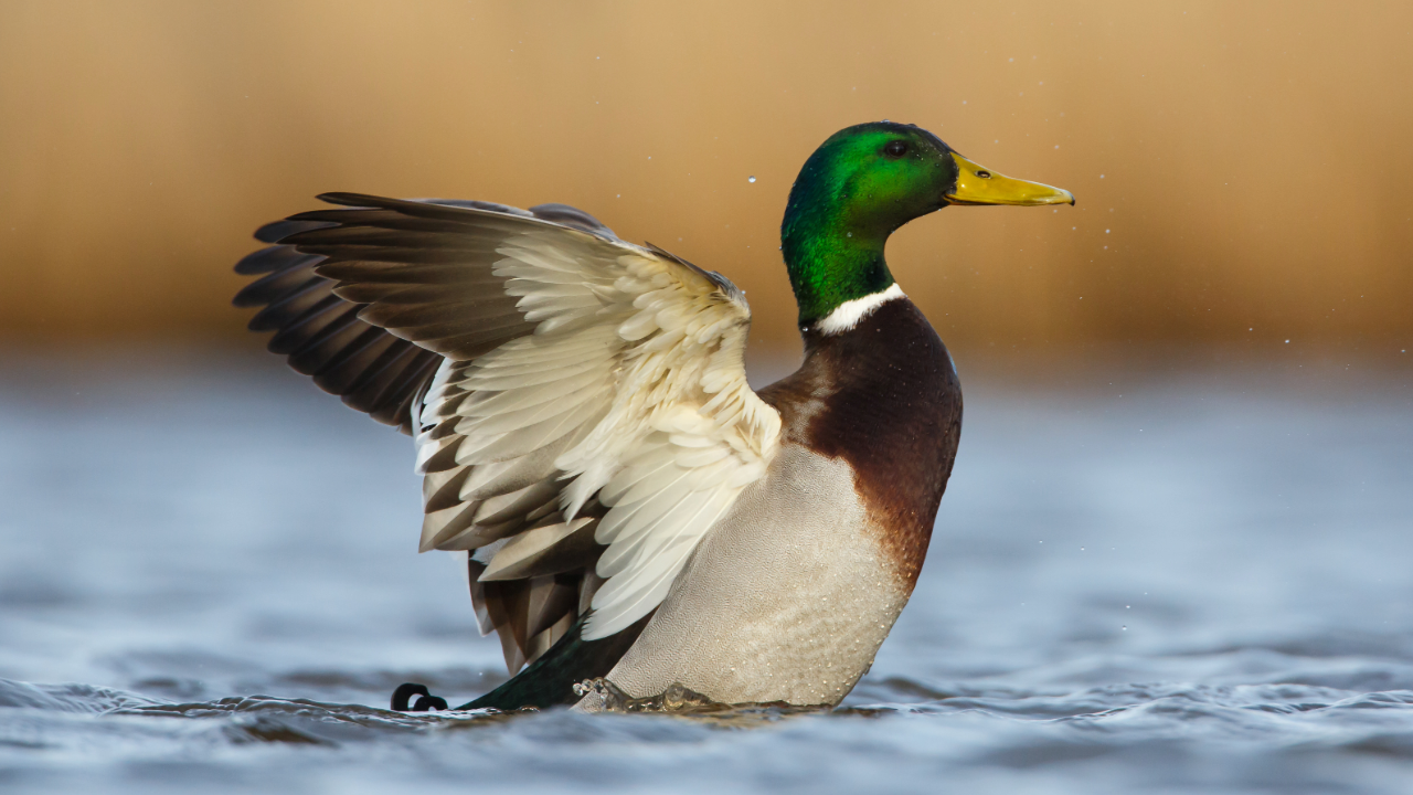 Strong Outlook for Texas Waterfowl Season as Populations Rise and Habitat Conditions Improve