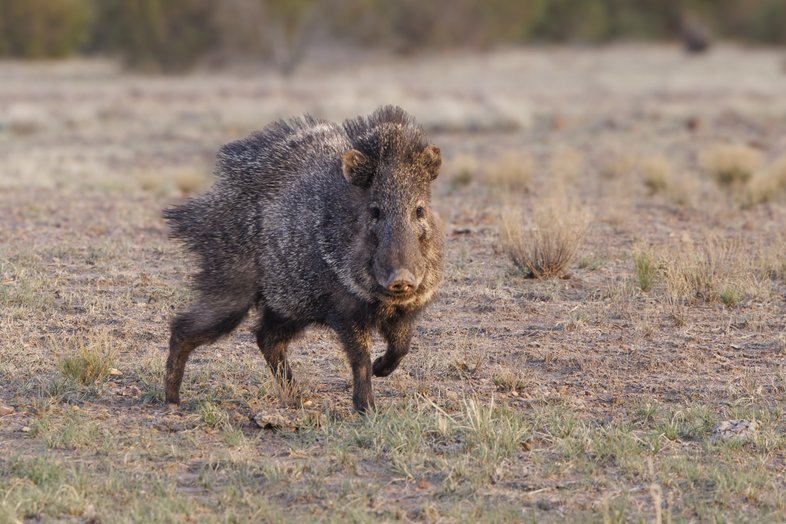 Research Project Tracks Javelinas in South Texas