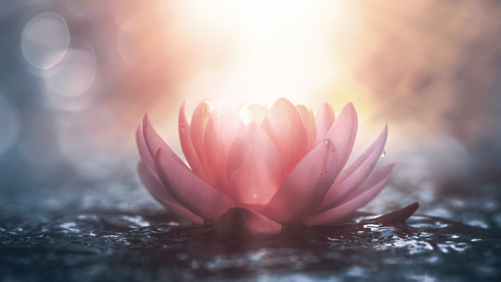 Championing Survivors: Katie Herbers Honored with 2025 Lotus&nbsp;Award