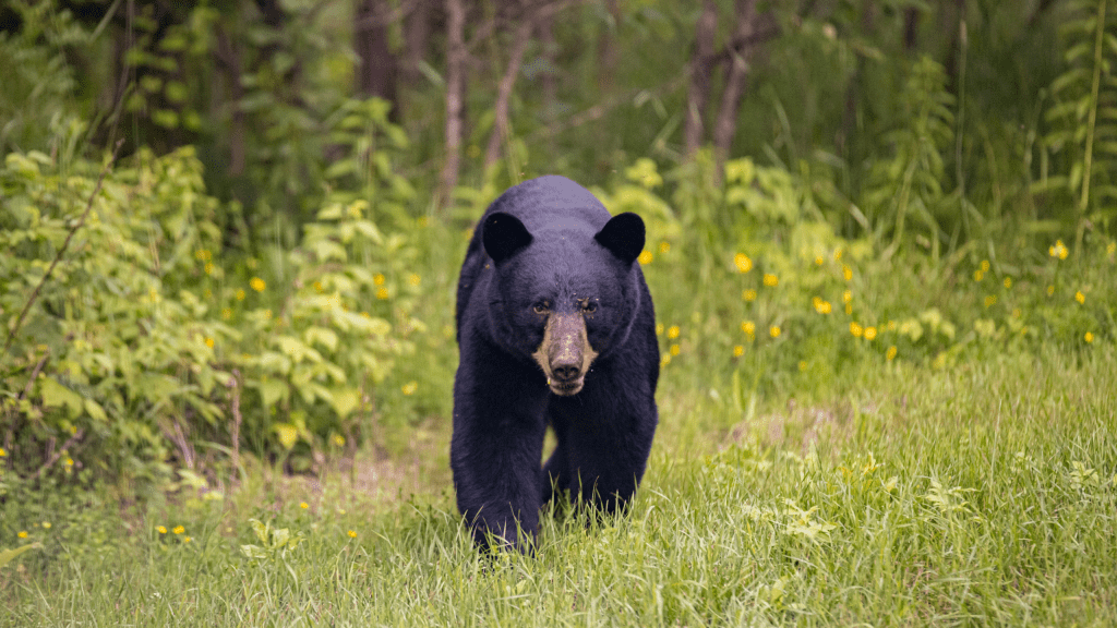 Fall Brings Increased Black Bear Activity Across&nbsp;Texas
