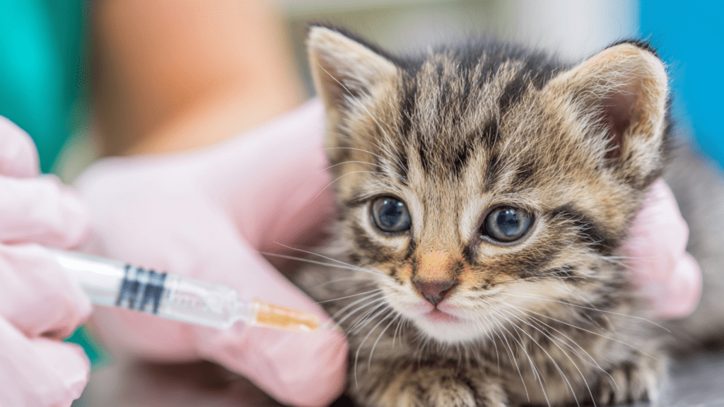 Free Spay/Neuter Clinic for Austin and Travis County&nbsp;Pets