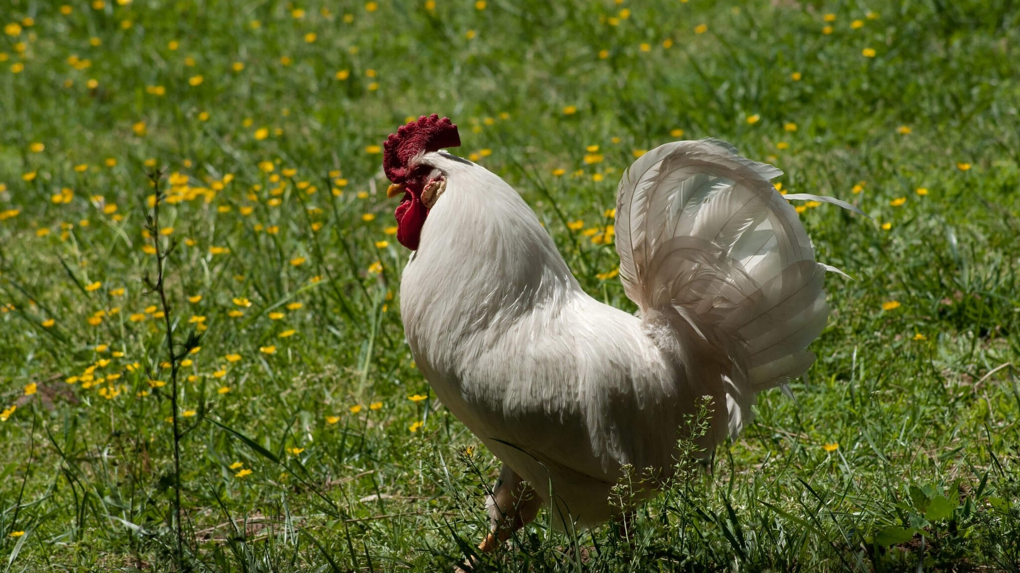 TPWD Urges Vigilance as Avian Influenza Persists in the Texas Panhandle