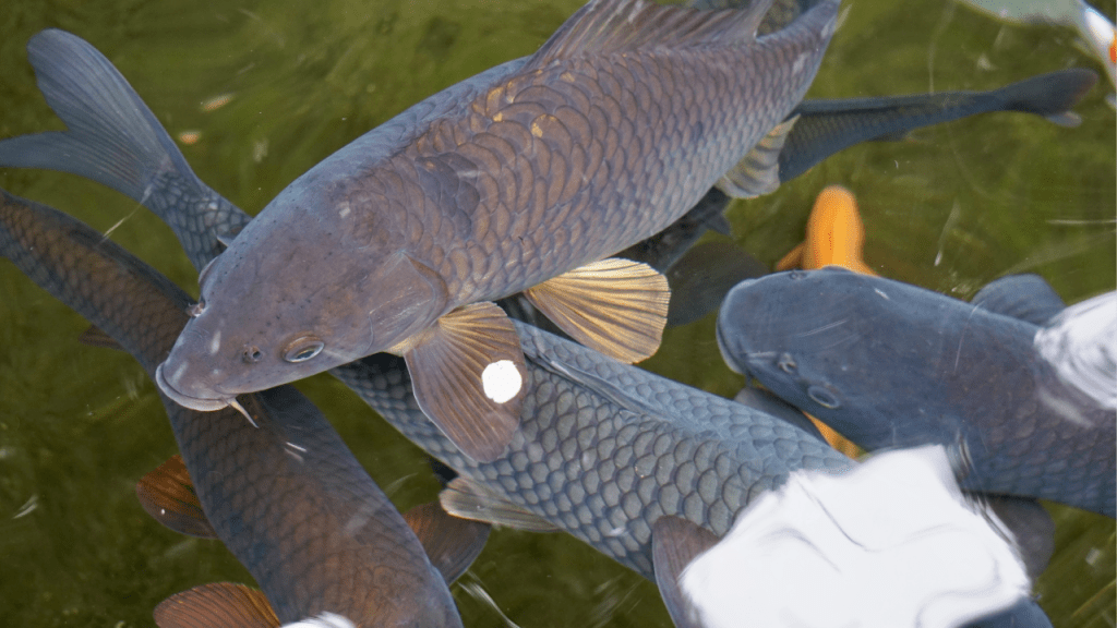 Texas Offers $100 Bounty to Stop Invasive Black Carp Before They Enter State&nbsp;Waters