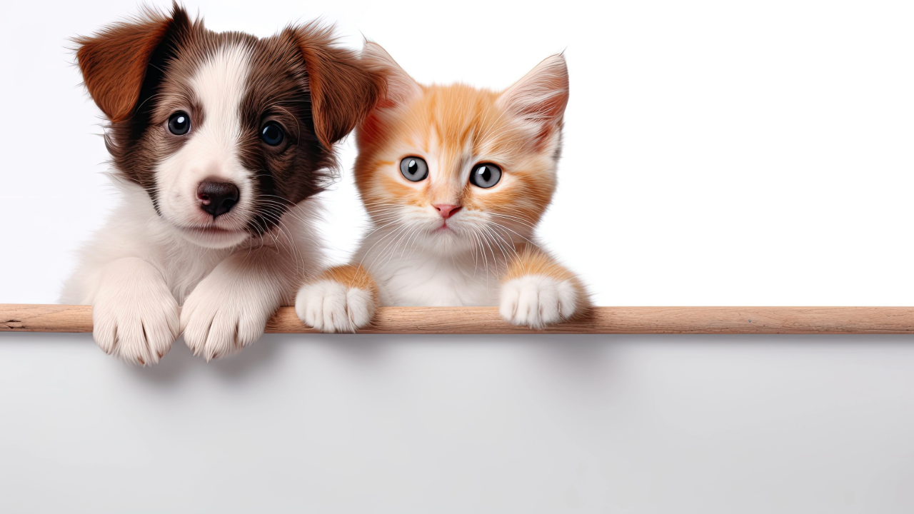 Killeen’s “Spring Into Love” Event Encourages Pet Adoptions Through April 24