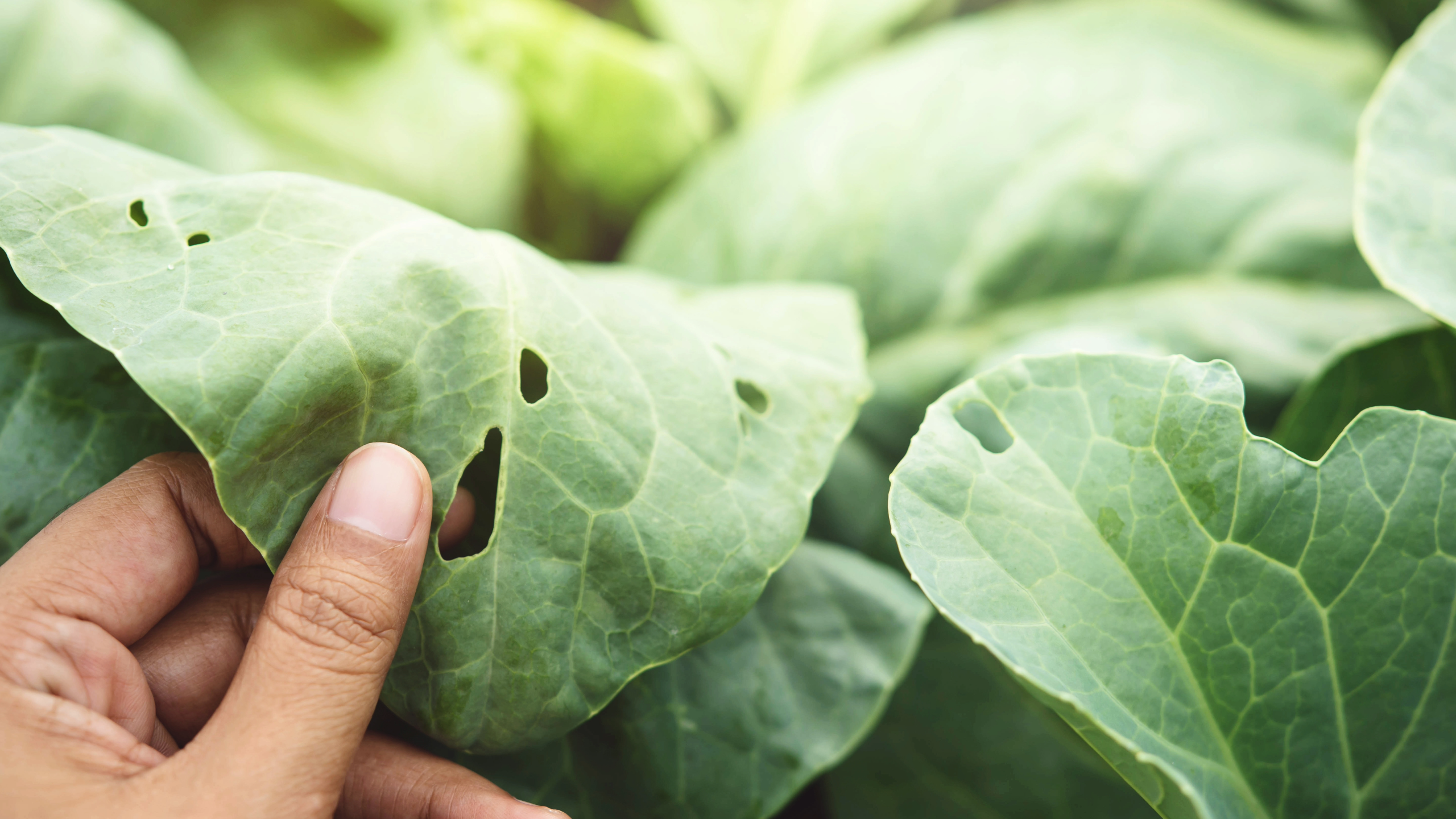 Longer Growing Seasons Bring Extended Pest Activity, New Almanac Map Shows