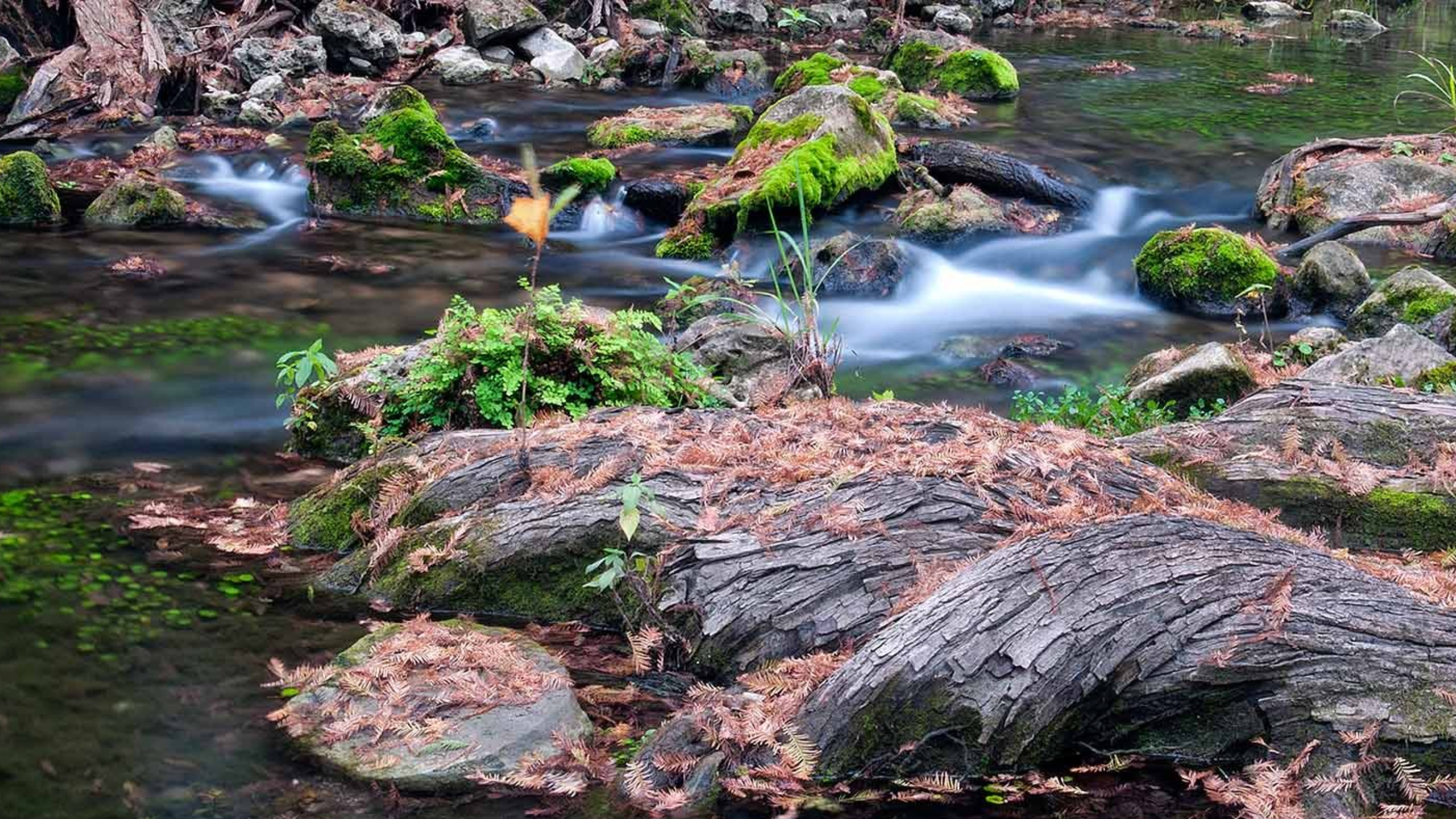 Exploring Honey Creek’s New Chapter
