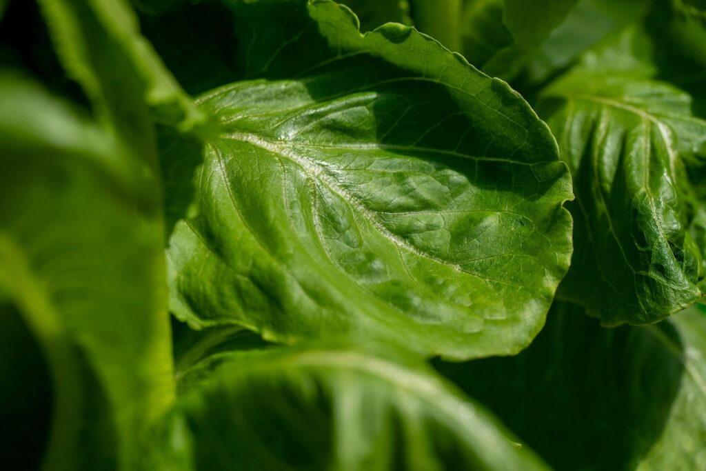 Growing Wellness — A Garden for Healthy Living