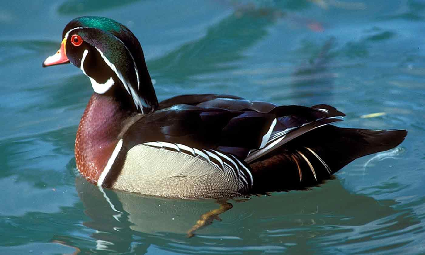 TPWD Biologists Say Adaptability, Improving Habitat Are Keys to a Successful Waterfowl Season