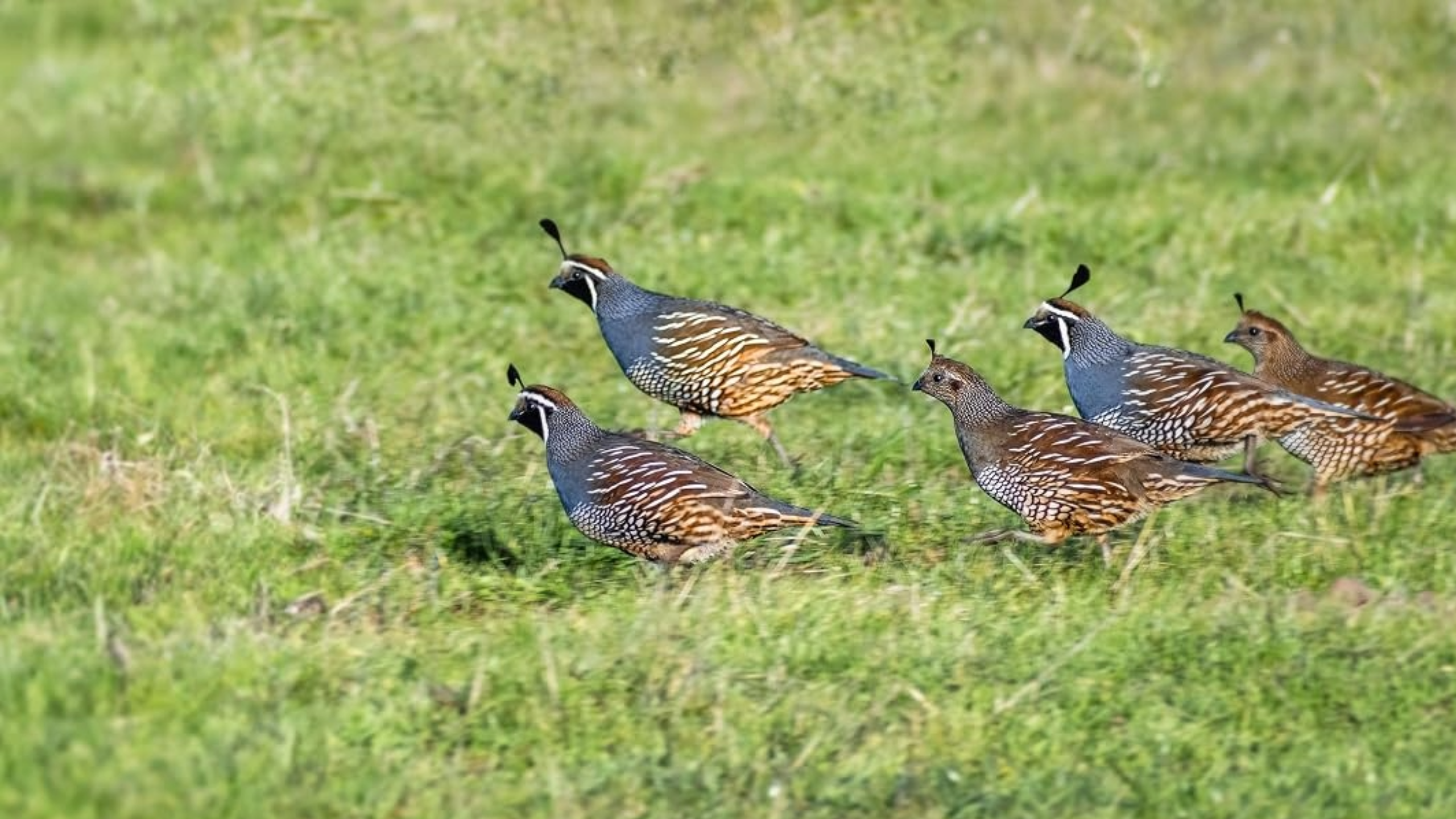 Texas Quail Season Opens With Strong Numbers and High Hopes